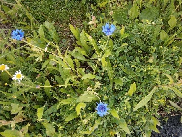 OLYMPUS DIGITAL CAMERA OLYMPUS DIGITAL CAMERA