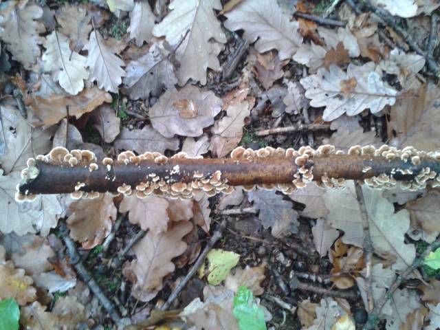 herbstwald_640x480_.jpg herbstwald_640x480_.jpg