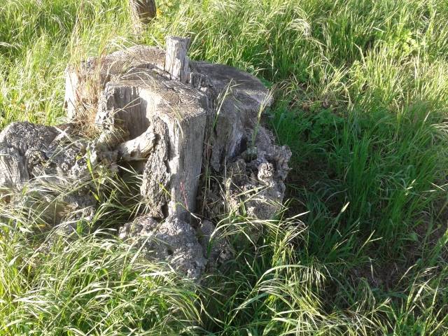 wurzel_640x480_.jpg wurzel_640x480_.jpg